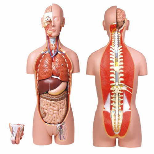 男、女兩性人體背部開(kāi)放式半身軀干模型（87cm/27件）